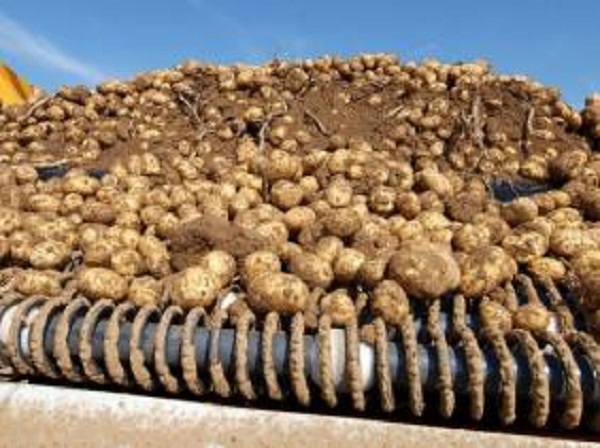 Bientôt une usine algéro-américaine de transformation de la pomme de terre