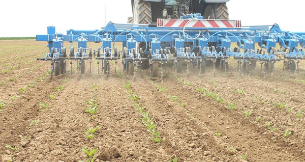 Amélioration des rendements céréaliers : La maitrise des techniques de désherbage en débat à El Tarf