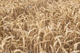 Cultures stratégiques : un projet algéro-saoudien verra bientôt le jour à El-Menea