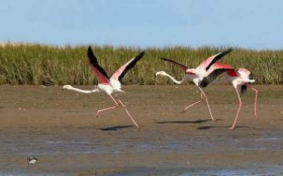 Naama: baisse du nombre d’oiseaux d’eau migrateurs dans la zone humide « Agla Daira »
