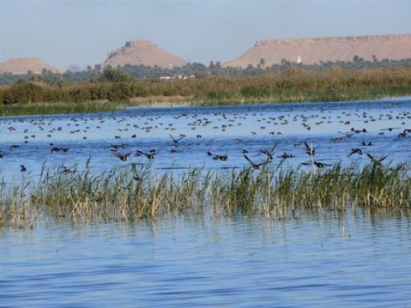 Plus de 8.130 oiseaux migrateurs observés dans la zone humide de Sebkhat El- Maleh
