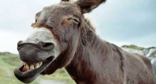 Syndicat des Zaouias : La consommation de la viande d’âne n’est pas ‘’Haram’’ !