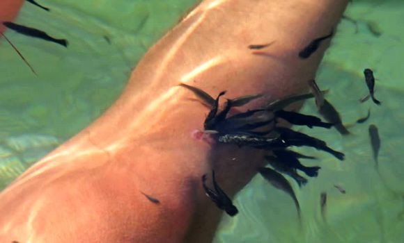 Concrétisation de 14 investissements de bassins du « poisson docteur » en Algérie