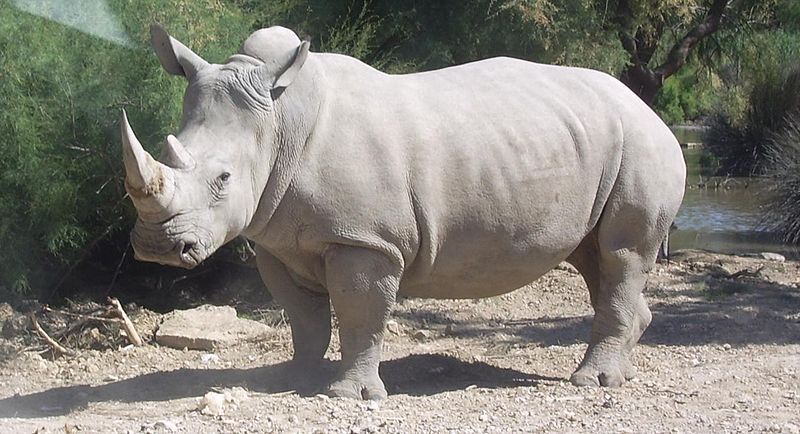 Rhinocéros blanc de Djelfa : la découverte d&rsquo;un site préhistorique confirme son existence dans la région