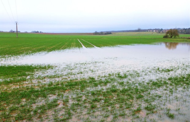 Inondations à Annaba: La céréaliculture fortement endommagée