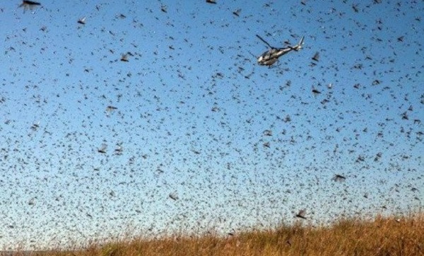 Lutte antiacridienne 10 bases logistiques et un laboratoire d’acridologie