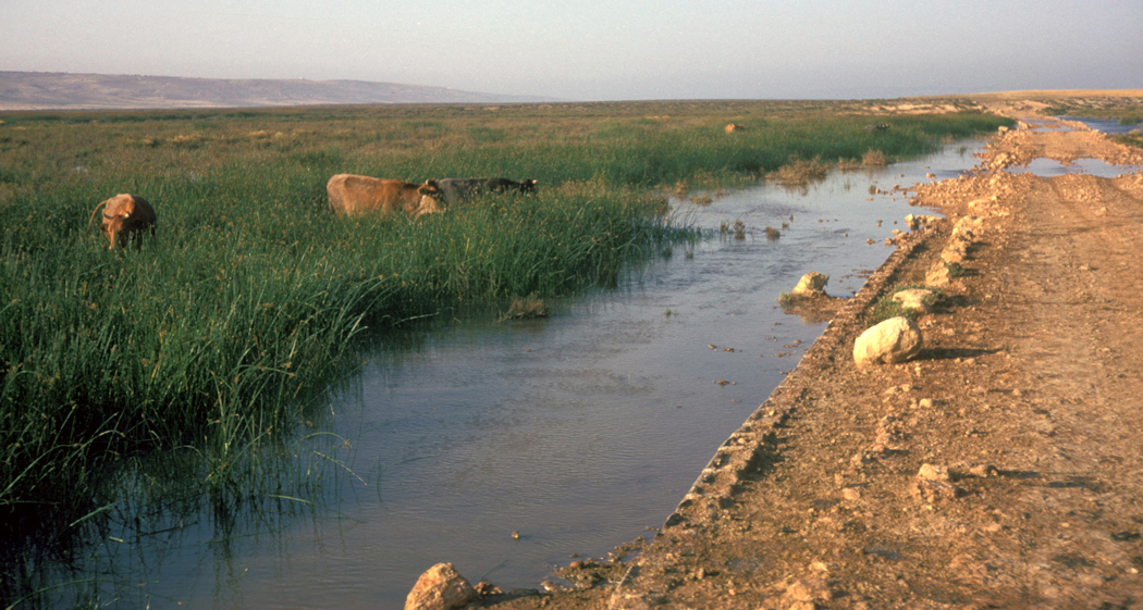 Le braconnage pointé du doigt: Menace sur la faune à Mostaganem