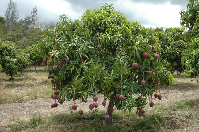 De la mangue mostaganémoise