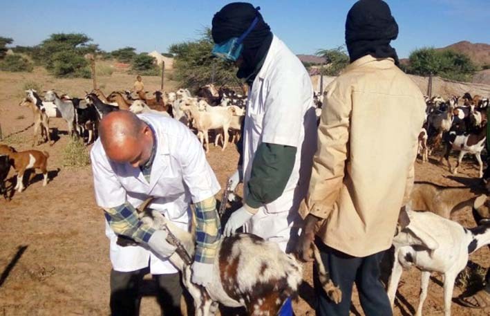 Peste des petits ruminants: réception de 16 millions de doses supplémentaires de vaccins