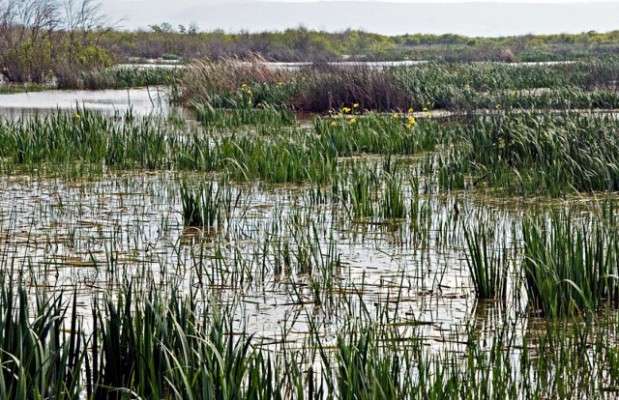 Célébration de la journée mondiale des zones humides: Visites guidées sur les sites à Naâma