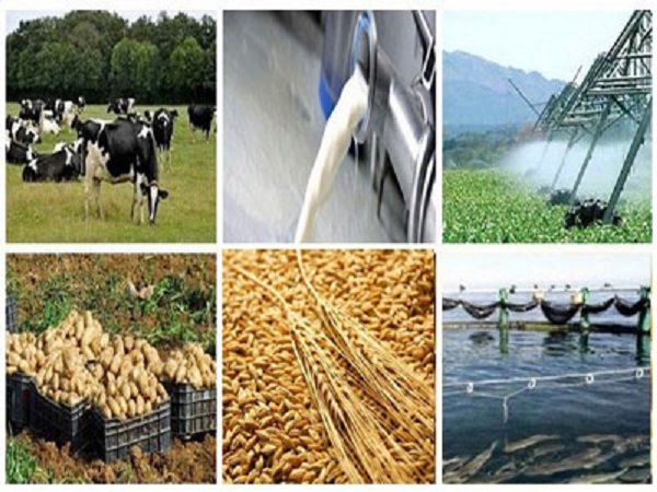 Agriculture : Le secteur agricole contribue à hauteur de 12,3 % au PIB national