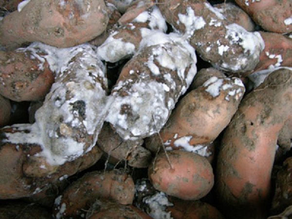 Les producteurs de pomme de terre tirent la sonnette d’alarme !
