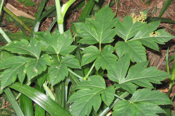 Découvrez… Une plante japonaise intéresse désormais la science