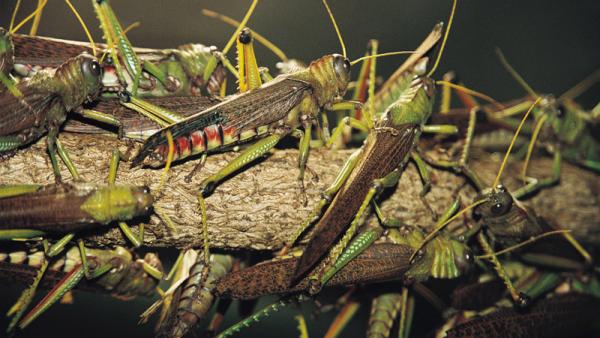 Oran : atelier Africain de lutte contre le criquet pèlerin