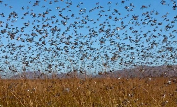Des projets de recherche sur l’impact des changements climatiques sur le comportement du criquet pèlerin