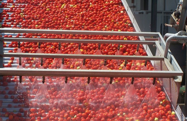 DAPS de 120% sur la tomate industrielle: Mécontentement des transformateurs et des producteurs d’El Tarf !