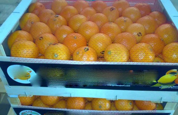 TÉBESSA : Saisie de plus de 8 quintaux d’agrumes importés frauduleusement