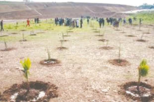 Wilaya d&rsquo;Alger: plus de 300 arbustes plantés lors du Salon de l&rsquo;environnement des Scouts