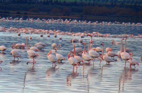 Oiseaux migrateurs: importante présence du flamant rose au lac Télamine malgré la pollution