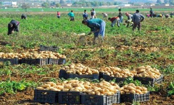 Le Conseil national interprofessionnel de la filière maraîchère installé