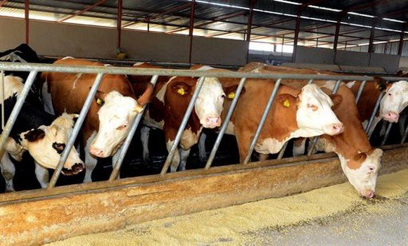 Vaccination de cheptel: toutes les dispositions sont prises par le ministère de l&rsquo;agriculture