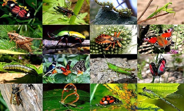 Près de la moitié des insectes essentiels aux écosystèmes en déclin rapide