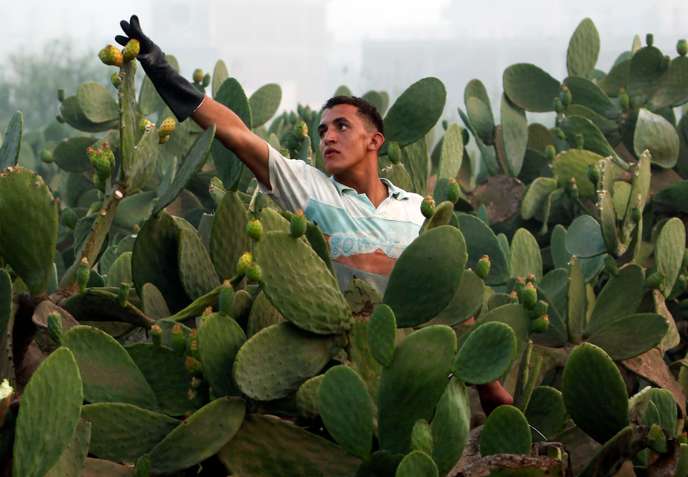 Souk Ahras: la nouvelle vie d’un village grâce au figuier de Barbarie
