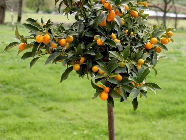 Plus d’un million de tonnes d’agrumes en récolte : L’orange et le citron, toujours chers