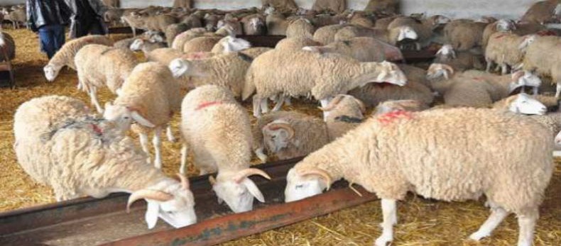 Suite à la fièvre aphteuse, des éleveurs indemnises : 1 million de cts pour chaque mouton perdu