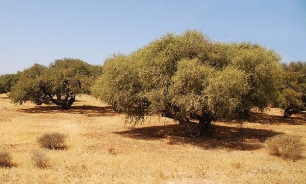 Nâama : lancement de l’aménagement du périmètre protégé de plantation de l’arganier