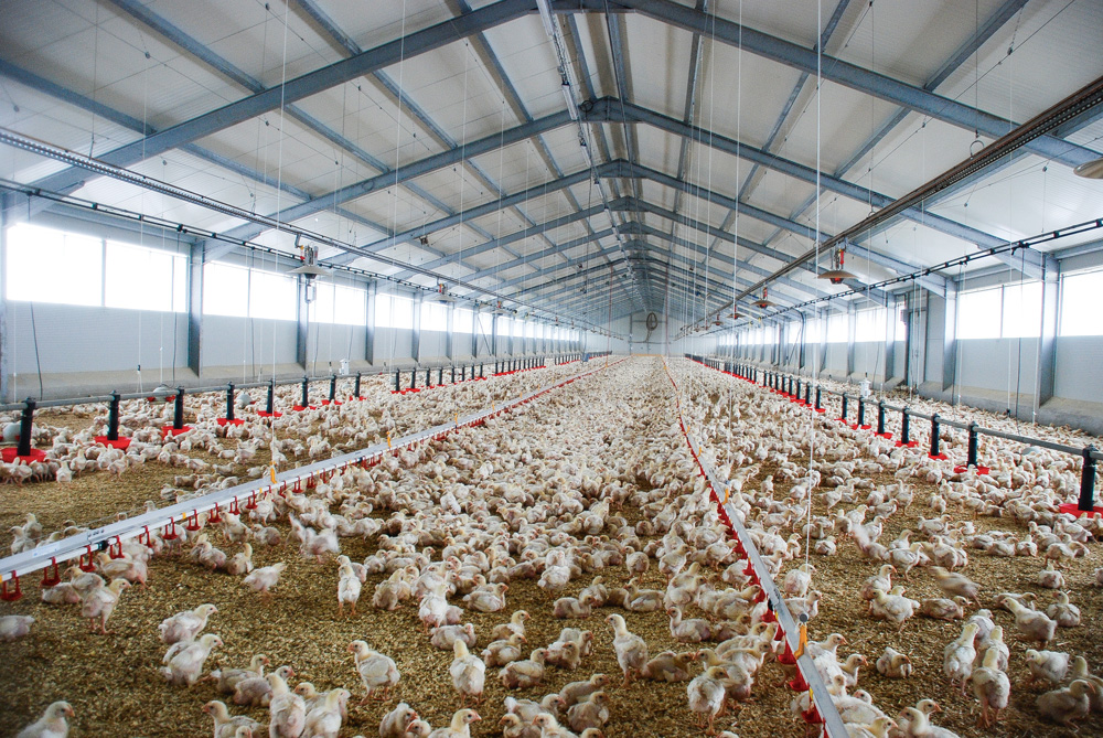 Beni H’midène: 6 000 poussins décimés dans un incendie