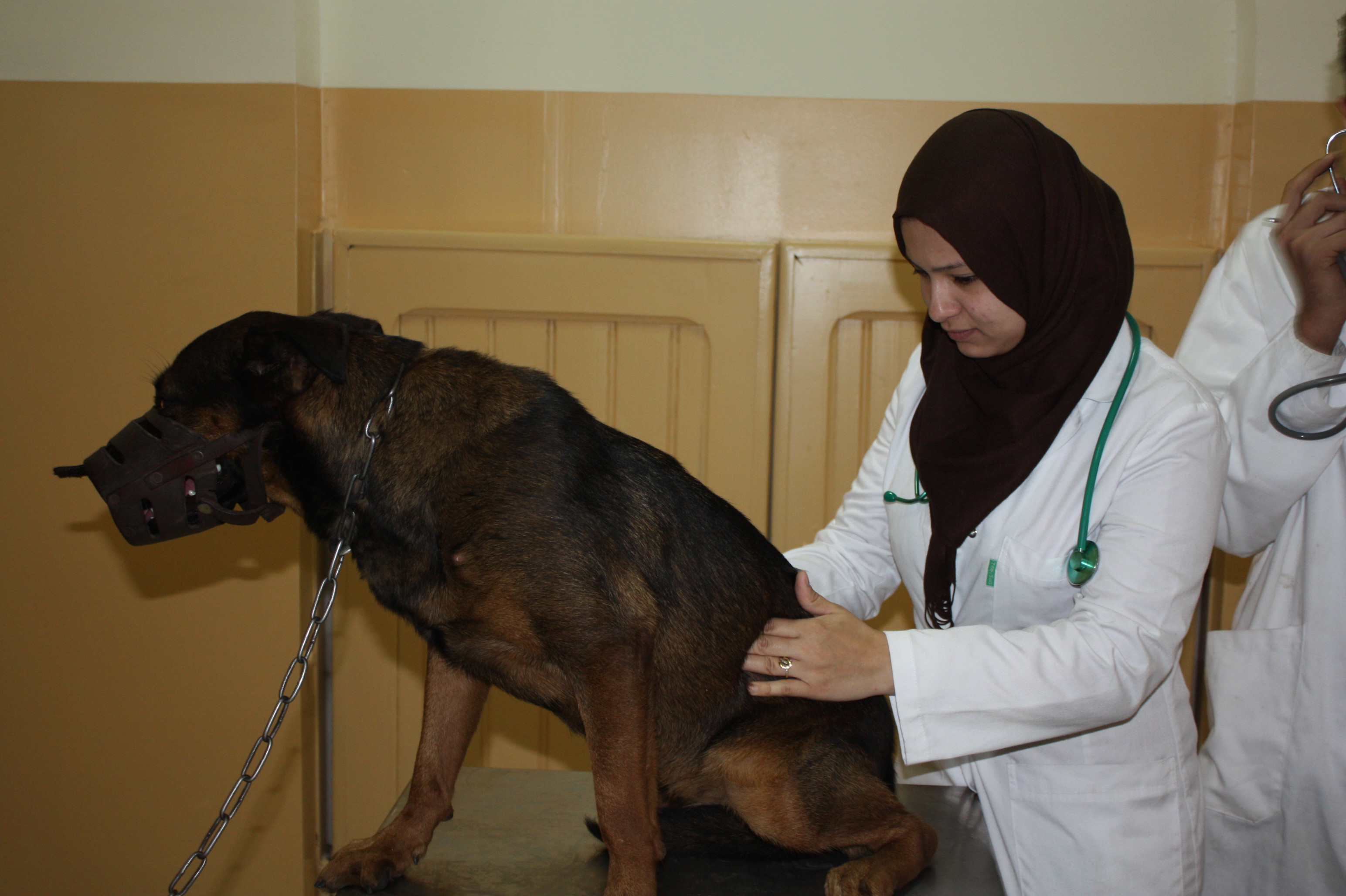 Projet de loi sur la santé animale: Création d&rsquo;un Ordre national des vétérinaires