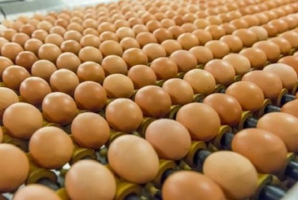Khenchela: exportation de 860.000 œufs vers la Libye