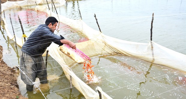 Aquaculture à Chlef : Prochaine réception de trois unités de conservation et conditionnement