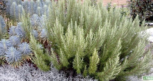 Exploitation de produits forestiers hors bois à Mostaganem : Plaidoyer pour la création de micro-entreprises