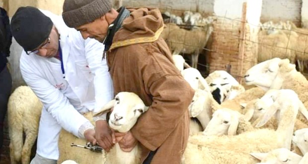 Peste des petits ruminants : Plus de 34 000 ovins vaccinés à Tindouf