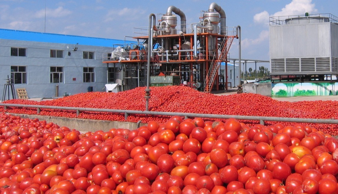Mila: Saut qualitatif dans la production de la tomate industrielle