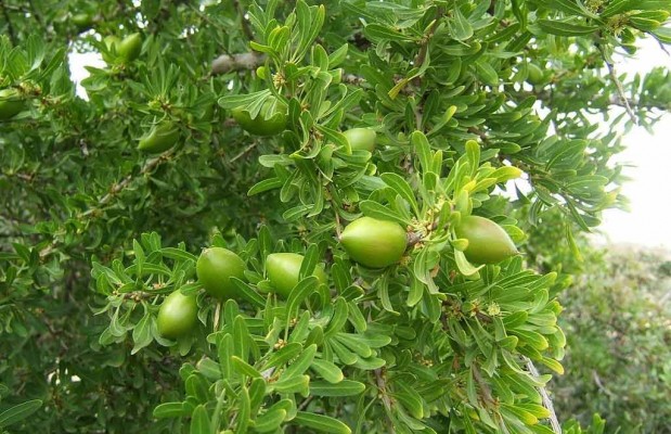 Tiout (Naâma): Vers la production de l&rsquo;huile d’argan