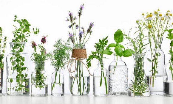 Constantine : création d&rsquo;un conseil interprofessionnel de la filière des plantes aromatiques et médicinales