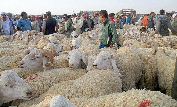 Tlemcen : réouverture des marchés de bestiaux