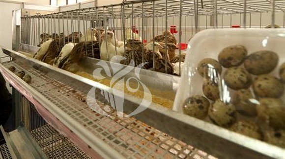 Batna: 60 exposants de 22 wilayas au 1er Salon national de la filière avicole