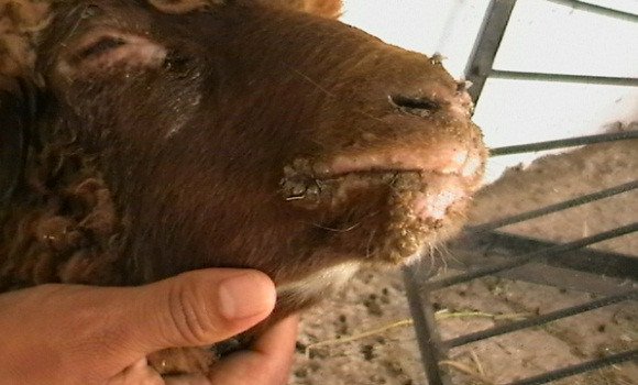 Tindouf : plus de 34.000 ovins vaccinés contre la peste des petits ruminants