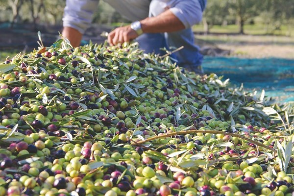Bouira: Un programme européen pour la filière oléicole