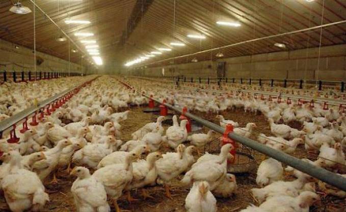 60 exposants de 22 wilayas au 1er Salon national de la filière avicole