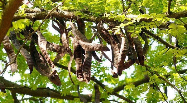 Promouvoir l’exploitation des produits forestiers non ligneux : La Conservation des forêts de Blida multiplie les efforts