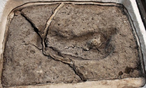 Chili: découverte de la plus veille empreinte humaine du continent