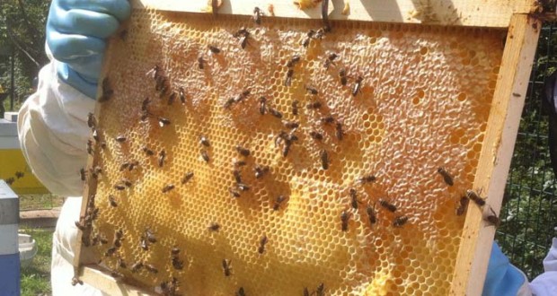 Skikda : Distribution de 12 000 ruches pleines aux apiculteurs