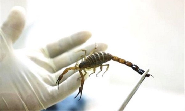 Lancement de l’extraction du venin de scorpion à l’annexe d’Ouargla de l’institut Pasteur