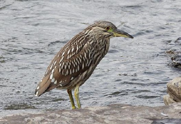 Mila : Le bihoreau gris, une espèce d’oiseau qui s’acclimate bien à Béni Haroun