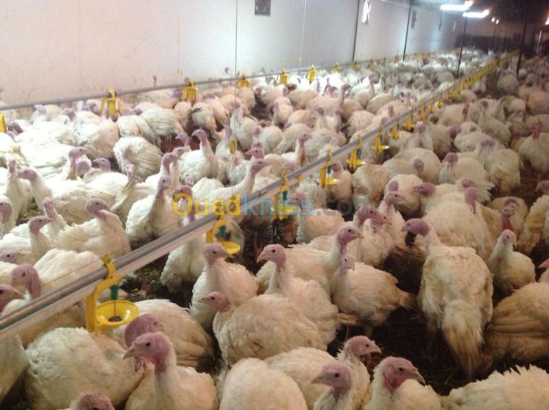 Abattus dans des circonstances inconnues, 1,5 quintal de viande de dinde ont été saisis